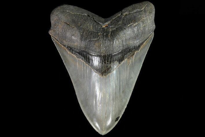 Serrated, Fossil Megalodon Tooth - Georgia #82683